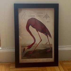 John Audubon Print